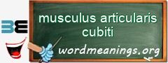 WordMeaning blackboard for musculus articularis cubiti